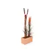 Plante herbacée avec de nombreuses tiges-Bild-3