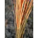 Plante herbacée avec de nombreuses tiges-Bild-4