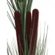 Reed plant with many stems-Bild-2