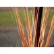 Graspflanze mit vielen Halmen-Bild-4