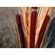 Graspflanze mit vielen Halmen-Bild-7