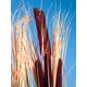 Graspflanze mit vielen Halmen-Bild-11