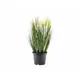 Decorative grass with feathery florescence-Bild-1