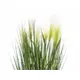 Decorative grass with feathery florescence-Bild-2