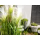 Decorative grass with feathery florescence-Bild-7