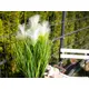 Decorative grass with feathery florescence-Bild-9