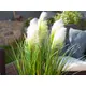 Decorative grass with feathery florescence-Bild-12