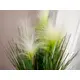 Decorative grass with feathery florescence-Bild-19