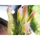 Feather grass-Bild-5
