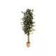 Ficus-Benjamini tree series at an unbeatable price-Bild-1