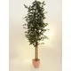 Ficus-Benjamini tree series at an unbeatable price-Bild-2