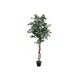 Silver ficus-Bild-1