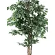 Silver ficus-Bild-2