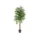 Ficus-Benjamini tree series at an unbeatable price-Bild-1