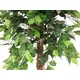 Ficus-Benjamini tree series at an unbeatable price-Bild-2