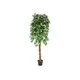 Ficus-Benjamini tree series at an unbeatable price-Bild-1