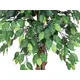 Ficus-Benjamini tree series at an unbeatable price-Bild-2