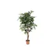 Ficus with dense leafage-Bild-1