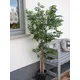 Ficus Benjamini mit Naturstämmen und langen Blättern-Bild-5