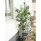 Ficus Benjamini mit Naturstämmen und langen Blättern-Bild-8