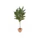 Young olive tree-Bild-1