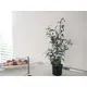 Young olive tree with fruits for Mediterranean flair-Bild-6