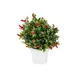 Chili plant in decorative pot for striking emphasis-Bild-1