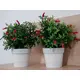 Chili plant in decorative pot for striking emphasis-Bild-3