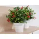 Chili plant in decorative pot for striking emphasis-Bild-4