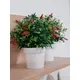 Chili plant in decorative pot for striking emphasis-Bild-5