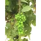 Ideal for wine festivals and wine bower decoration-Bild-2