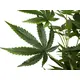 Pianta di cannabis artificiale per decorazioni-Bild-3