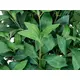 Laurel cone tree with natural trunk-Bild-2