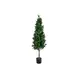 Laurel cone tree with natural trunk-Bild-1