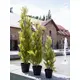 Cipresso dalla forma moderna e dall'aspetto naturale-Bild-7