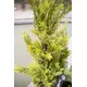 Cipresso dalla forma moderna e dall'aspetto naturale-Bild-8