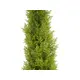 Cypress in modern form, with a natural look-Bild-2