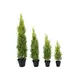 Cypress in modern form, with a natural look-Bild-3