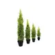 Cypress in modern form, with a natural look-Bild-4