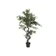 Ficus albero della foresta-Bild-1