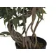 Ficus con tronco multiplo a spirale-Bild-3