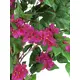Bougainvillea - for a pink touch of color in spring and summer-Bild-3