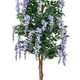 Tall Wisteria-Bild-2