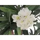 Oleander tree with white blossoms-Bild-2