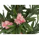 Oleander tree with pink blossoms-Bild-2