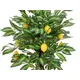 Lemon tree-Bild-2