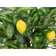 Lemon tree-Bild-3