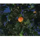 Orange tree - perfect for the food-area-Bild-2