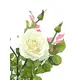 Rosebush for a friendly atmosphere-Bild-2