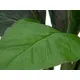 Lifelike leaves, ideal for floral arrangements-Bild-2